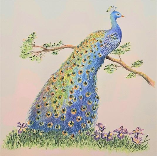 Animal Peacock and Irises DMM 8x12