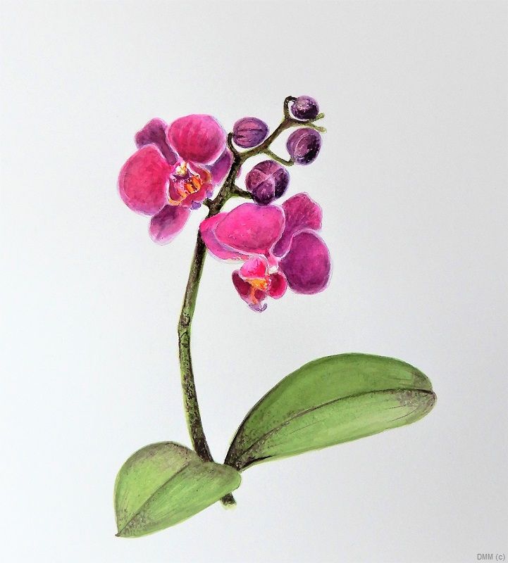 Floral Butterfly Orchid Watercolor Art 7x8