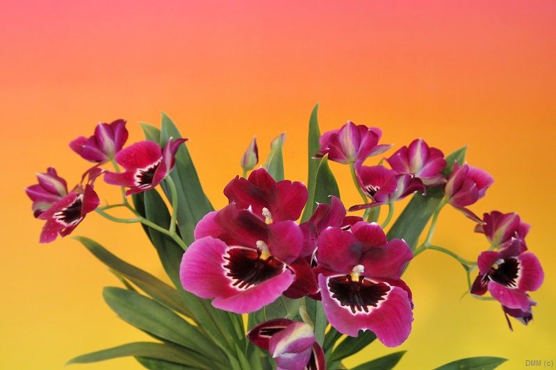 Photo Pop Orange Yellow Pink Orchids Bunch
