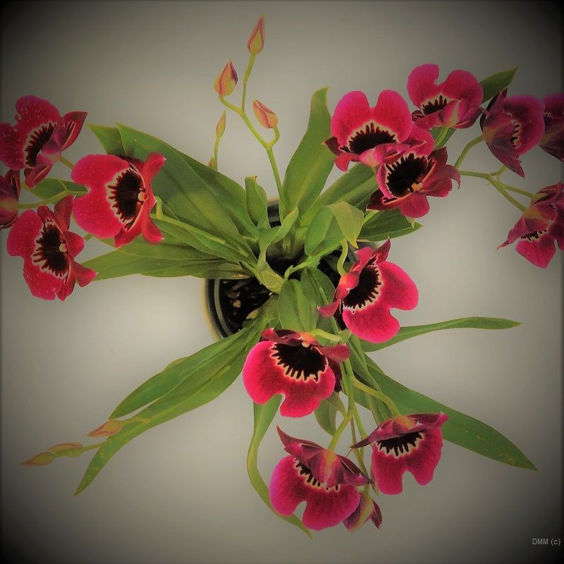 Photo Bunch Pink Orchids
