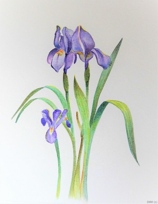 Floral Iris Bunch Watercolor Art 6x9