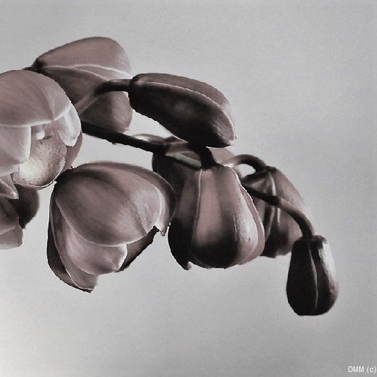 Photo Orchids Pink Blooms Black and White