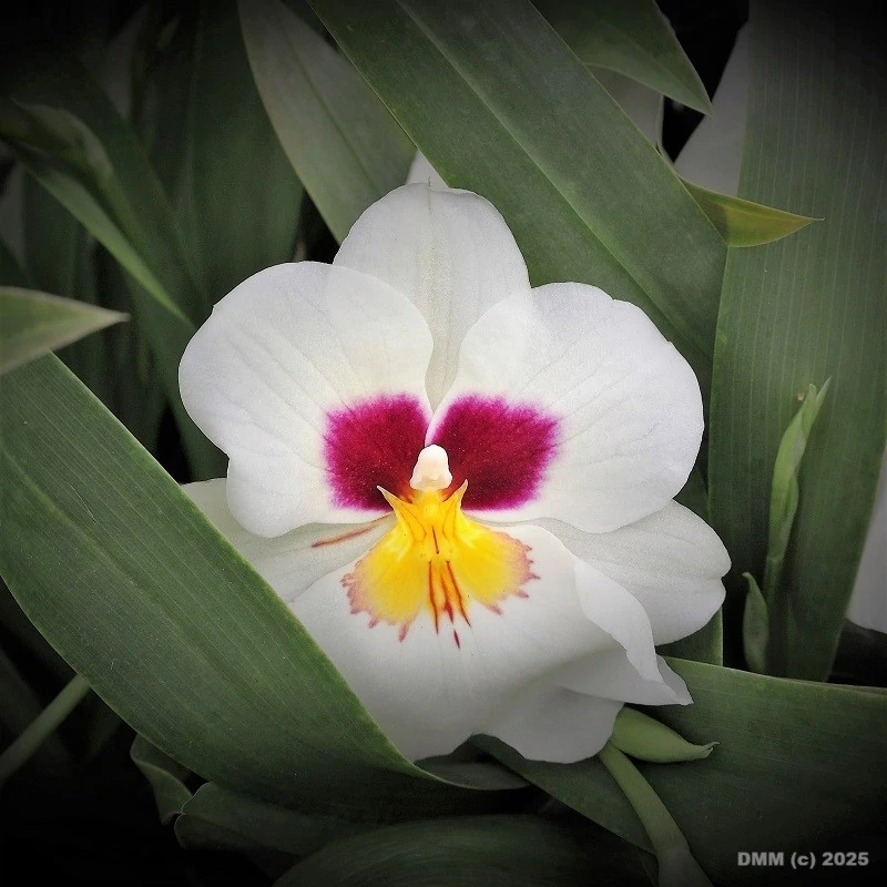 White Miltonia orchid amongst leaves in a greenhouse