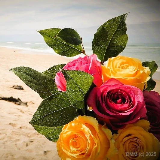 Roses at coastal park nature preserve in Guadalupe, California