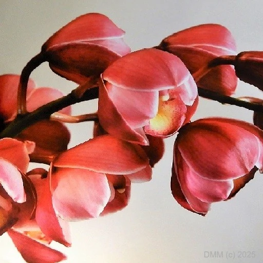 Graceful pink budding orchids on stem photo