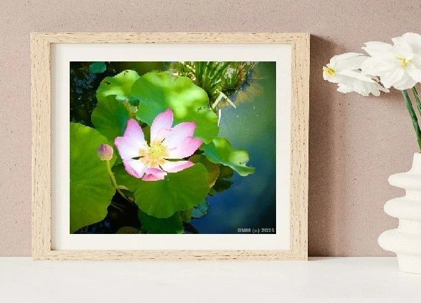 Hawaiian waterlily wall photograph DMM copyright