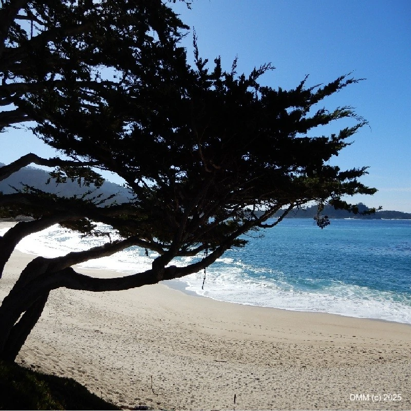 Carmel California in fall cypress tree