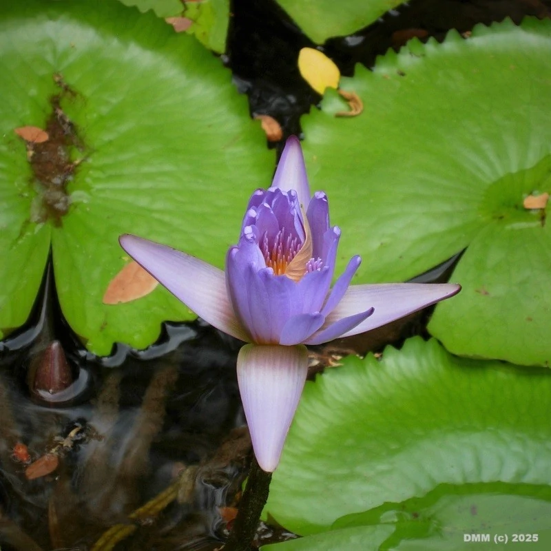 Delicate purple lily flower in a pond in Hawaii