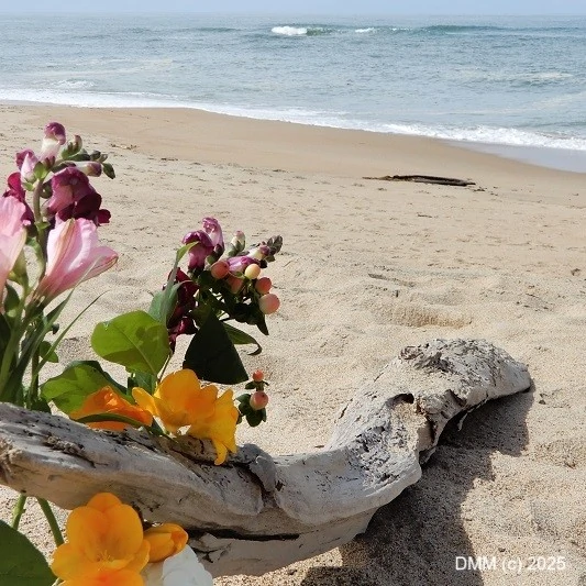 Flowers on driftwood at coastal park nature preserve in Guadalupe, California