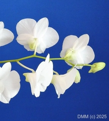 Graceful white orchids blue background